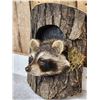 Image 3 : Raccoon In A Log Taxidermy