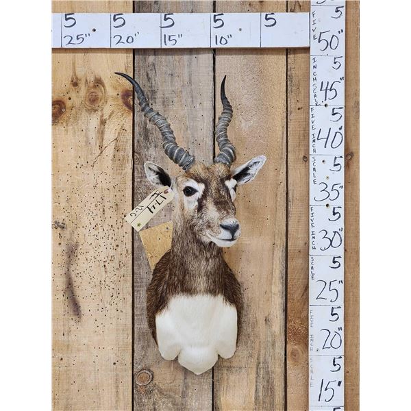 Indian Black Buck Shoulder Mount Taxidermy
