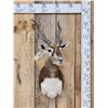 Image 1 : Indian Black Buck Shoulder Mount Taxidermy