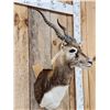 Image 2 : Indian Black Buck Shoulder Mount Taxidermy