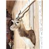 Image 3 : Indian Black Buck Shoulder Mount Taxidermy