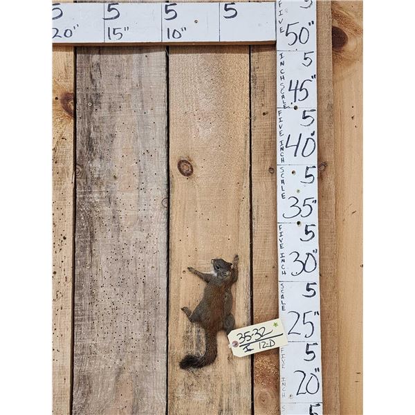 Climbing Squirrel Full Body Taxidermy Mount