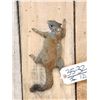 Image 2 : Climbing Squirrel Full Body Taxidermy Mount