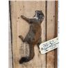 Image 3 : Climbing Squirrel Full Body Taxidermy Mount