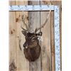 Image 1 : Sika Deer Shoulder Mount Taxidermy