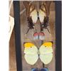 Image 2 : Group Of 5 Beautiful Butterflies Taxidermy