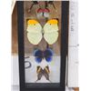Image 3 : Group Of 5 Beautiful Butterflies Taxidermy