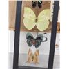 Image 5 : Group Of 5 Beautiful Butterflies Taxidermy