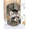 Image 2 : Raccoon In A Log Taxidermy