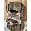 Image 3 : Raccoon In A Log Taxidermy