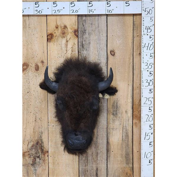 American Bison Buffalo Head Taxidermy Mount