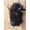 Image 2 : American Bison Buffalo Head Taxidermy Mount