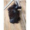 Image 3 : American Bison Buffalo Head Taxidermy Mount