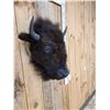 Image 4 : American Bison Buffalo Head Taxidermy Mount