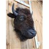 Image 5 : American Bison Buffalo Head Taxidermy Mount