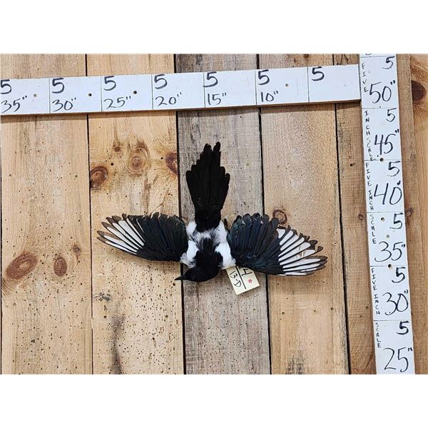 Eurasian Magpie Pica Pica In Flight