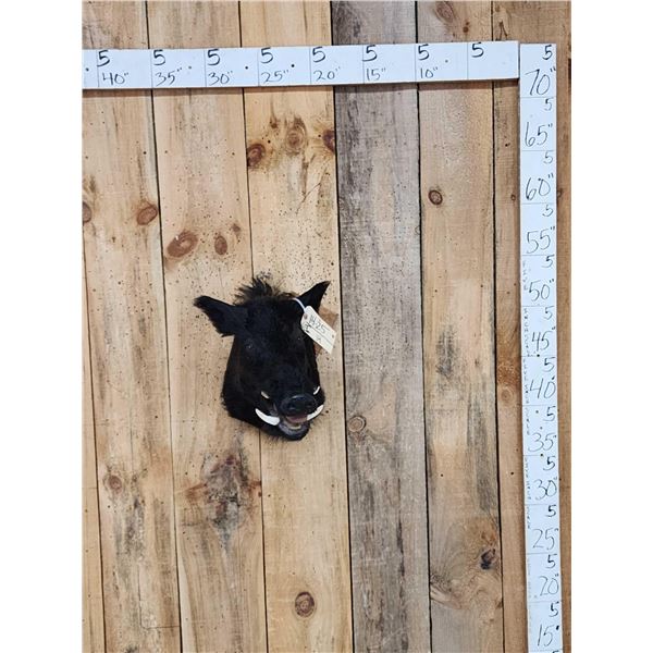 Wild Boar Hog Shoulder Mount Taxidermy