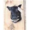 Image 2 : Wild Boar Hog Shoulder Mount Taxidermy