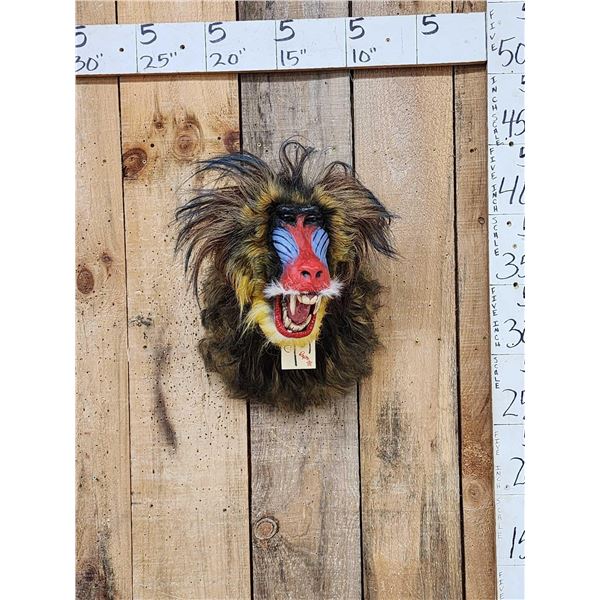 Reproduction African Mandrill Baboon Shoulder Mount Taxidermy
