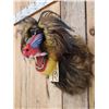 Image 2 : Reproduction African Mandrill Baboon Shoulder Mount Taxidermy