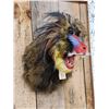 Image 3 : Reproduction African Mandrill Baboon Shoulder Mount Taxidermy