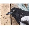 Image 3 : Eurasian Magpie Pica Pica