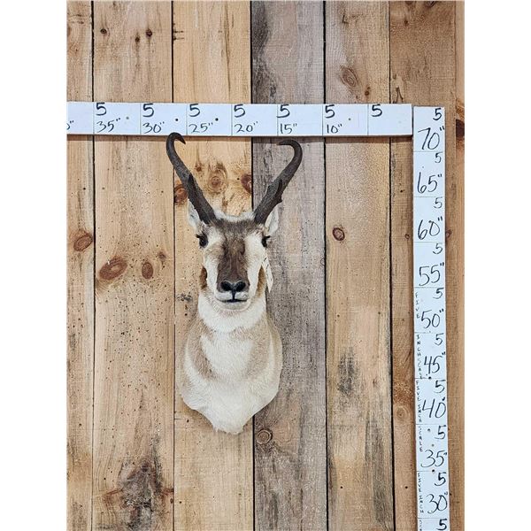Pronghorn Antelope Shoulder Mount Taxidermy