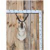 Image 1 : Pronghorn Antelope Shoulder Mount Taxidermy