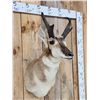 Image 2 : Pronghorn Antelope Shoulder Mount Taxidermy