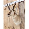 Image 3 : Pronghorn Antelope Shoulder Mount Taxidermy