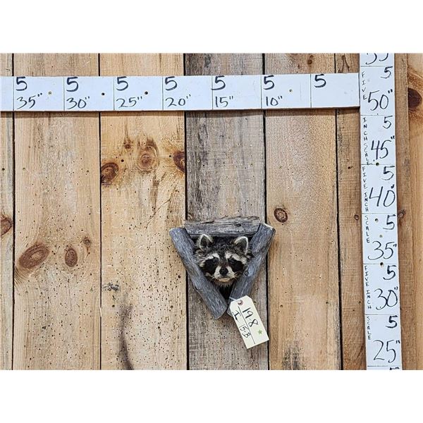 Raccoon In A Den Taxidermy