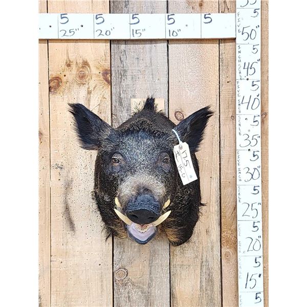 Wild Boar Hog Shoulder Mount Taxidermy