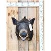 Image 1 : Wild Boar Hog Shoulder Mount Taxidermy