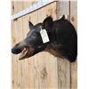 Image 2 : Wild Boar Hog Shoulder Mount Taxidermy