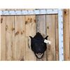 Image 1 : Wild Boar Hog Shoulder Mount Taxidermy