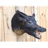 Image 3 : Wild Boar Hog Shoulder Mount Taxidermy
