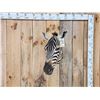 Image 1 : Zebra Neck Mount Taxidermy