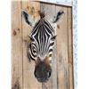 Image 2 : Zebra Neck Mount Taxidermy