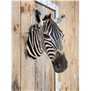 Image 4 : Zebra Neck Mount Taxidermy