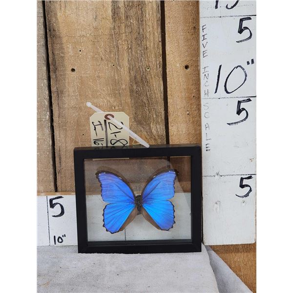 Beautiful Morpho Didius Butterfly Taxidermy