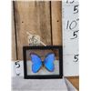 Image 1 : Beautiful Morpho Didius Butterfly Taxidermy