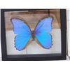 Image 2 : Beautiful Morpho Didius Butterfly Taxidermy