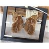 Image 3 : Beautiful Morpho Didius Butterfly Taxidermy