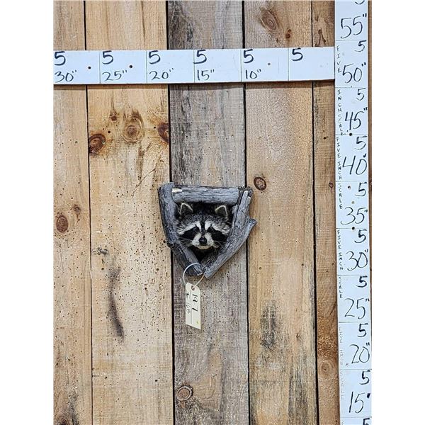Raccoon In A Den Taxidermy