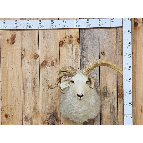 Jacob's 4 Horn Sheep Shoulder Mount Taxidermy
