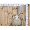 Image 1 : Jacob's 4 Horn Sheep Shoulder Mount Taxidermy