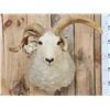Image 2 : Jacob's 4 Horn Sheep Shoulder Mount Taxidermy