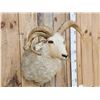 Image 3 : Jacob's 4 Horn Sheep Shoulder Mount Taxidermy