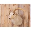 Image 4 : Jacob's 4 Horn Sheep Shoulder Mount Taxidermy