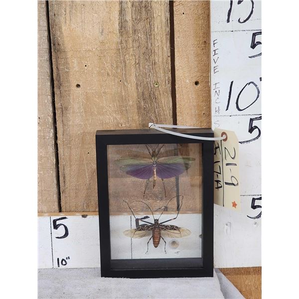 Frame Of 2 Giant Peruvian Grasshoppers Taxidermy